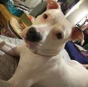 Meet your Posher, Dolly